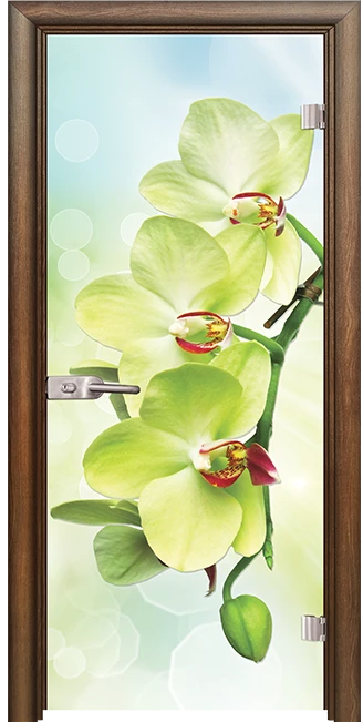Стъклена врата Print G 13-3 Green, Императорска акация